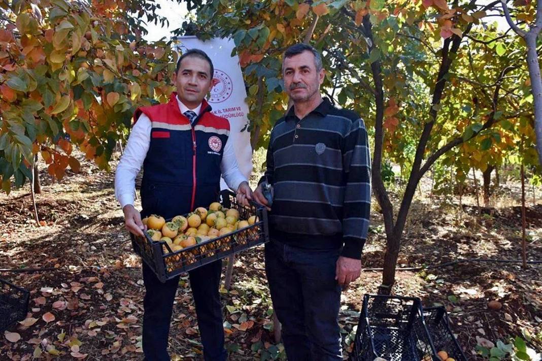 9 yıl önce bahçesine ekti: Bu yıl 100 kilogram topladı! Üreticisine adeta cenneti yaşatıyor 3